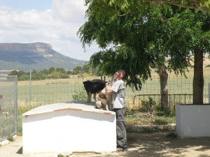 P28 Almansa14