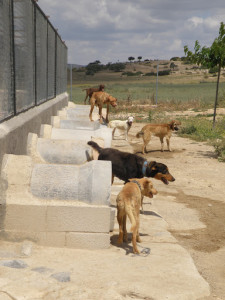 P28 Almansa19