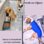 wereldasielen